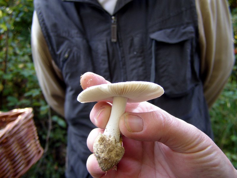 2011 10 02 Baies et champignons 11